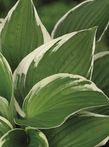 Hosta 'Francee' geen maat specificatie 0,55L/P9cm - afbeelding 8