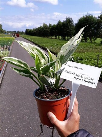 Hosta 'Francee' geen maat specificatie 0,55L/P9cm - afbeelding 6