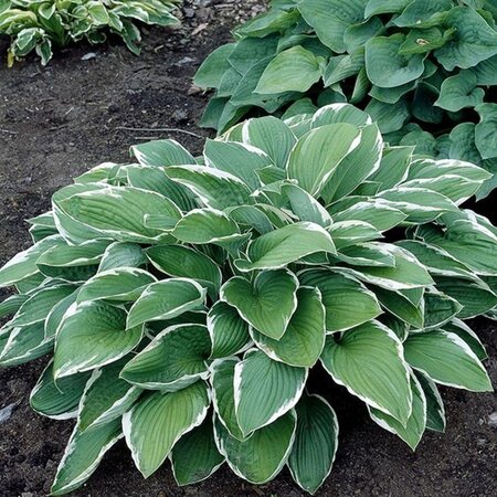 Hosta 'Francee' geen maat specificatie 0,55L/P9cm - afbeelding 9