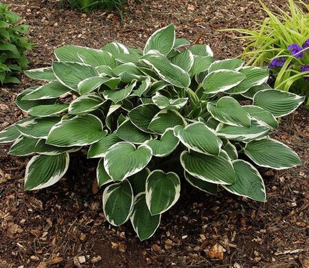 Hosta 'Francee' geen maat specificatie 0,55L/P9cm - afbeelding 9