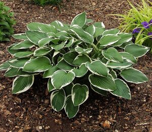 Hosta 'Francee' geen maat specificatie 0,55L/P9cm - afbeelding 9