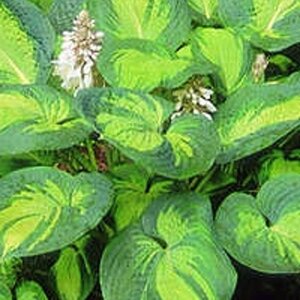 Hosta 'Great Expectations' geen maat specificatie 0,55L/P9cm - afbeelding 3