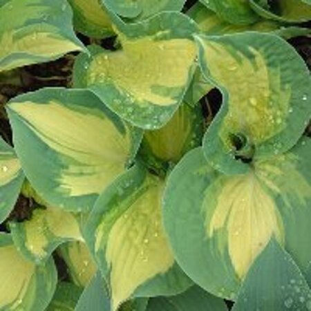 Hosta 'Great Expectations' geen maat specificatie 0,55L/P9cm - afbeelding 2