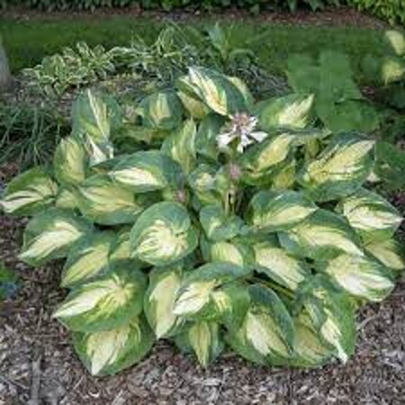 Hosta 'Great Expectations' geen maat specificatie 0,55L/P9cm - afbeelding 4