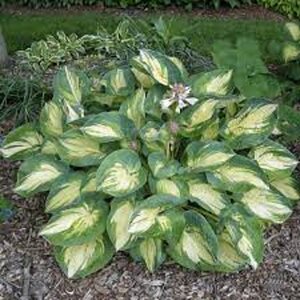 Hosta 'Great Expectations' geen maat specificatie 0,55L/P9cm - afbeelding 4