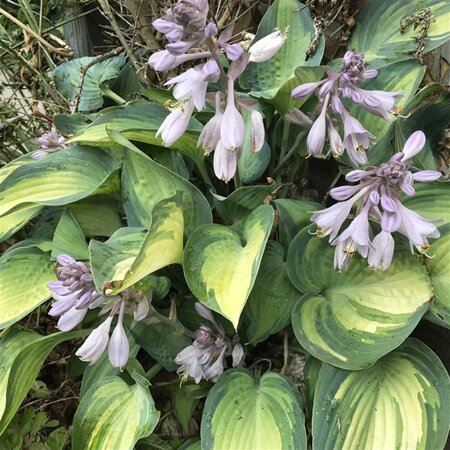 Hosta 'Great Expectations' geen maat specificatie 0,55L/P9cm - afbeelding 5