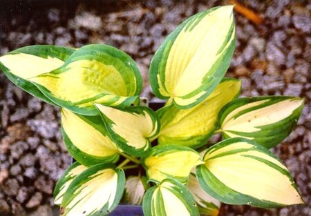 Hosta 'Great Expectations' geen maat specificatie 0,55L/P9cm - afbeelding 6