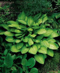 Hosta 'Gold Standard' geen maat specificatie 0,55L/P9cm - afbeelding 2