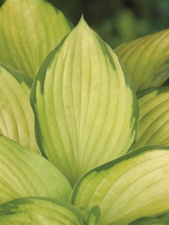 Hosta 'Gold Standard' geen maat specificatie 0,55L/P9cm - afbeelding 3