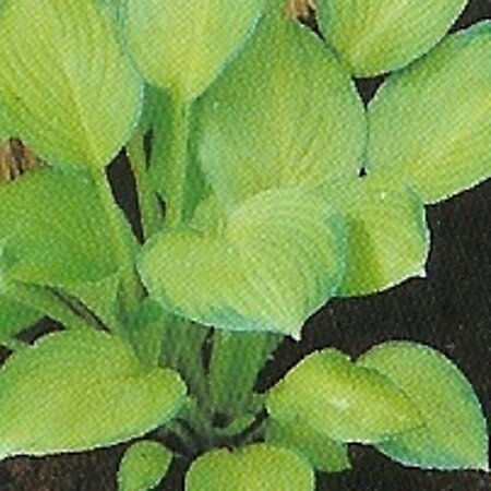 Hosta 'Gold Standard' geen maat specificatie 0,55L/P9cm - afbeelding 1