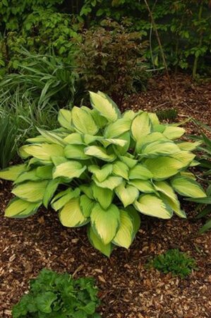 Hosta 'Gold Standard' geen maat specificatie 0,55L/P9cm - afbeelding 4