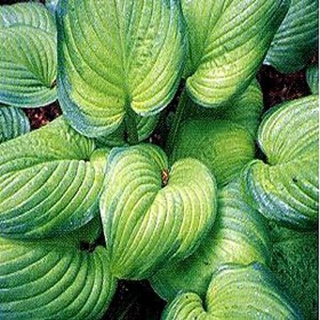 Hosta 'Guacamole' geen maat specificatie 0,55L/P9cm - afbeelding 1