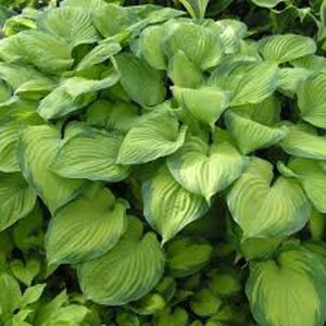 Hosta 'Guacamole' geen maat specificatie 0,55L/P9cm - afbeelding 2