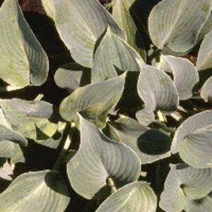 Hosta 'Halcyon' geen maat specificatie 0,55L/P9cm - afbeelding 4
