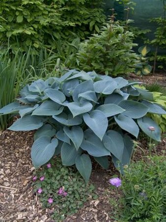 Hosta 'Halcyon' geen maat specificatie 0,55L/P9cm - afbeelding 3