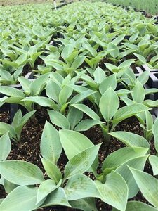 Hosta 'Halcyon' geen maat specificatie 0,55L/P9cm - afbeelding 4