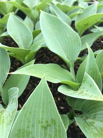 Hosta 'Halcyon' geen maat specificatie 0,55L/P9cm - afbeelding 5