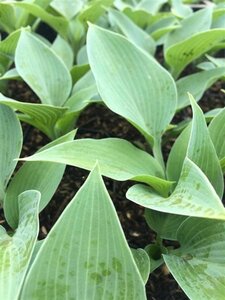 Hosta 'Halcyon' geen maat specificatie 0,55L/P9cm - afbeelding 5