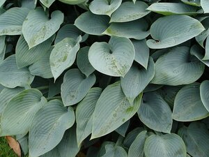 Hosta 'Halcyon' geen maat specificatie 0,55L/P9cm - afbeelding 2