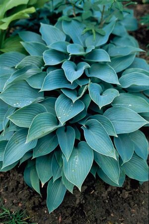 Hosta 'Halcyon' geen maat specificatie 0,55L/P9cm - afbeelding 10