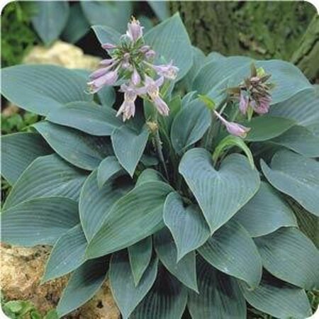 Hosta 'Halcyon' geen maat specificatie 0,55L/P9cm - afbeelding 5