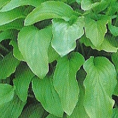 Hosta 'Honeybells' geen maat specificatie 0,55L/P9cm - afbeelding 3