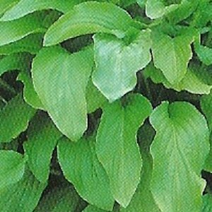 Hosta 'Honeybells' geen maat specificatie 0,55L/P9cm - afbeelding 3