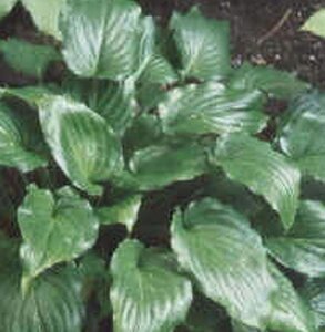 Hosta 'Invincible' geen maat specificatie 0,55L/P9cm - afbeelding 2