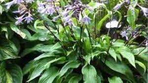 Hosta 'Invincible' geen maat specificatie 0,55L/P9cm