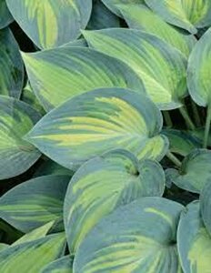 Hosta 'June' geen maat specificatie 0,55L/P9cm - afbeelding 3