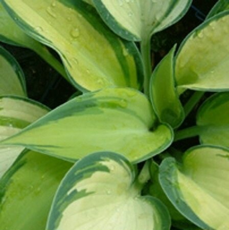 Hosta 'June' geen maat specificatie 0,55L/P9cm - afbeelding 1