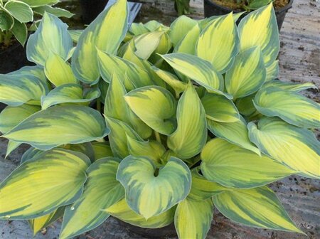 Hosta 'June' geen maat specificatie 0,55L/P9cm - image 2