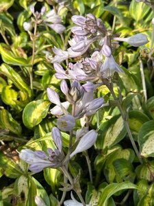 Hosta 'June' geen maat specificatie 0,55L/P9cm - image 4