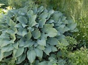 Hosta 'Krossa Regal' geen maat specificatie 0,55L/P9cm - afbeelding 2