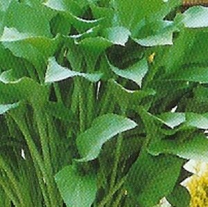 Hosta 'Krossa Regal' geen maat specificatie 0,55L/P9cm - afbeelding 4