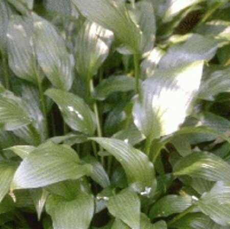 Hosta lancifolia geen maat specificatie 0,55L/P9cm - afbeelding 2
