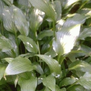 Hosta lancifolia geen maat specificatie 0,55L/P9cm - afbeelding 2