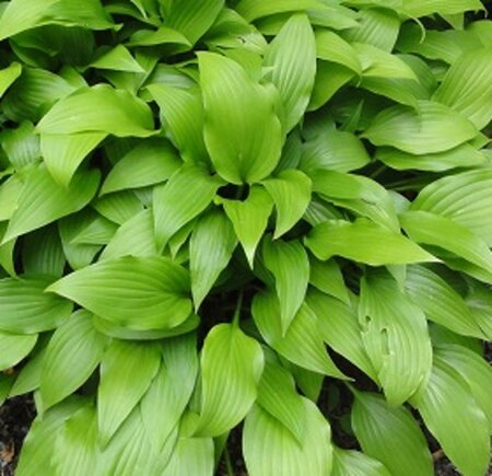 Hosta lancifolia geen maat specificatie 0,55L/P9cm - afbeelding 3