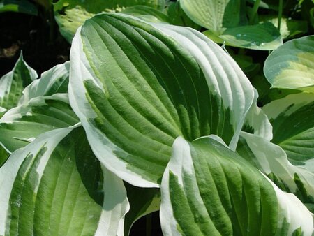 Hosta 'Minuteman' geen maat specificatie 0,55L/P9cm - afbeelding 1
