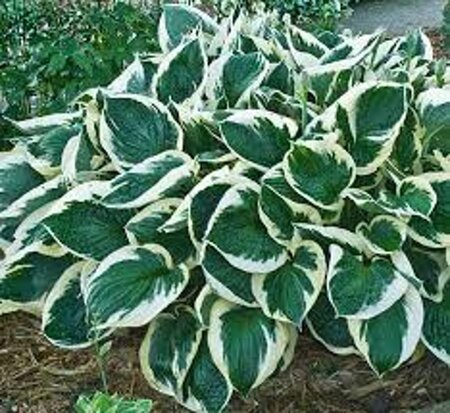 Hosta 'Minuteman' geen maat specificatie 0,55L/P9cm - afbeelding 2