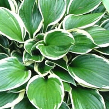 Hosta 'Minuteman' geen maat specificatie 0,55L/P9cm - afbeelding 3