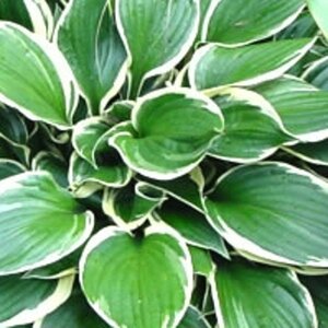 Hosta 'Minuteman' geen maat specificatie 0,55L/P9cm - afbeelding 3