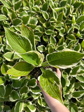 Hosta 'Minuteman' geen maat specificatie 0,55L/P9cm - afbeelding 4