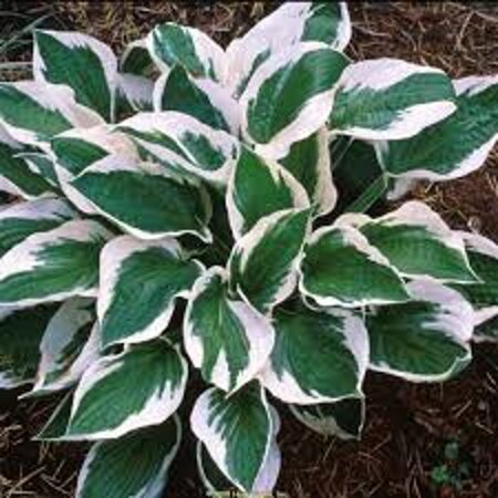 Hosta 'Patriot' geen maat specificatie 0,55L/P9cm - afbeelding 3