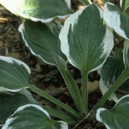 Hosta 'Patriot' geen maat specificatie 0,55L/P9cm - afbeelding 2