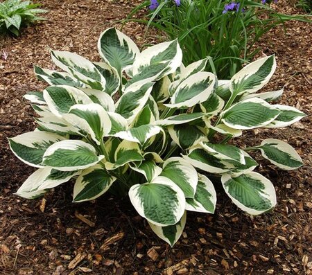 Hosta 'Patriot' geen maat specificatie 0,55L/P9cm - afbeelding 4