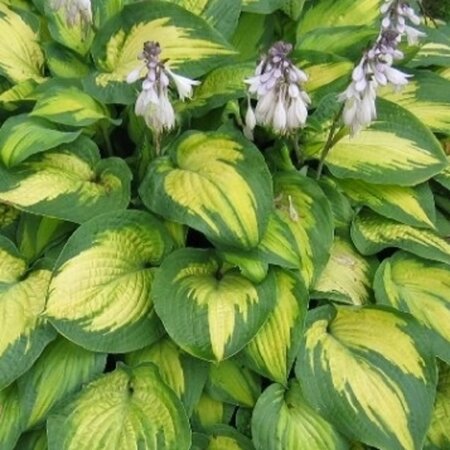 Hosta 'Paul's Glory' geen maat specificatie 0,55L/P9cm - afbeelding 2