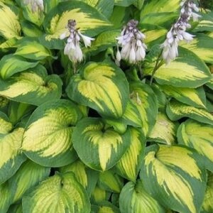Hosta 'Paul's Glory' geen maat specificatie 0,55L/P9cm - afbeelding 2