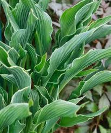 Hosta 'Praying Hands' geen maat specificatie 0,55L/P9cm - afbeelding 1