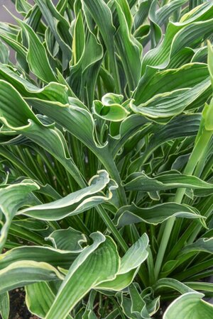 Hosta 'Praying Hands' geen maat specificatie 0,55L/P9cm - afbeelding 2